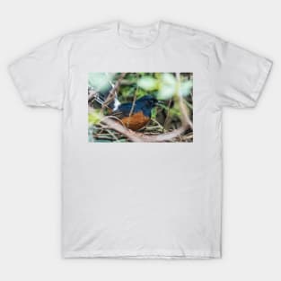 White-rumped shama T-Shirt